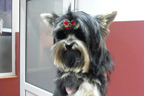 ambulanta veterinara Tazy Vet - caine yorkshire terrier la frizerie canina